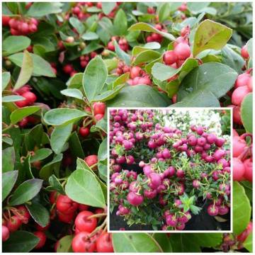 compositions automne