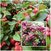 compositions automne