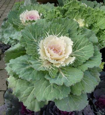 compositions automne