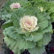 compositions automne