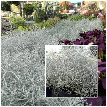 compositions automne