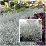 compositions automne