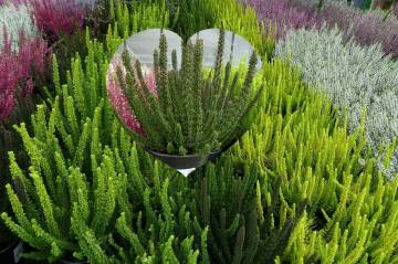 compositions automne