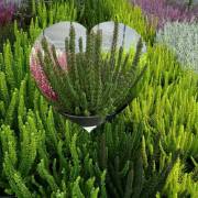 compositions automne