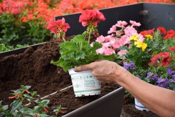 Composition horticole Fleurs Lisch