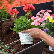 Composition horticole Fleurs Lisch