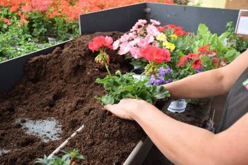 Composition horticole Fleurs Lisch