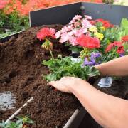 Composition horticole Fleurs Lisch