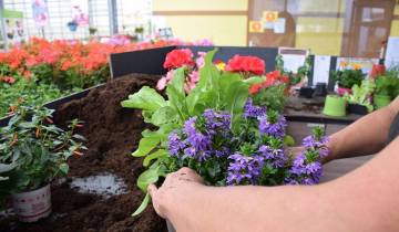 Composition horticole Fleurs Lisch