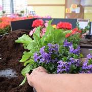 Composition horticole Fleurs Lisch