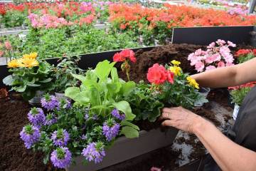 Composition horticole Fleurs Lisch