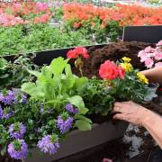 Composition horticole Fleurs Lisch