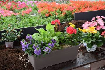 Composition horticole Fleurs Lisch