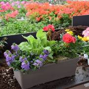 Composition horticole Fleurs Lisch