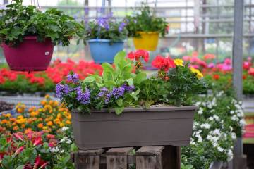 Composition horticole Fleurs Lisch