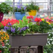 Composition horticole Fleurs Lisch