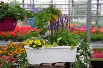 Composition horticole Fleurs Lisch