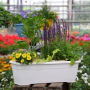 Composition horticole Fleurs Lisch