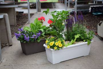 Composition horticole Fleurs Lisch