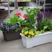 Composition horticole Fleurs Lisch