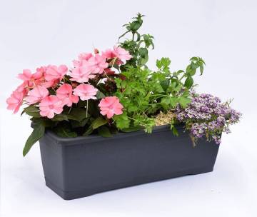 Composition horticole Fleurs Lisch