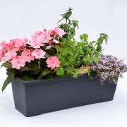 Composition horticole Fleurs Lisch