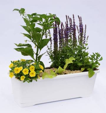 Composition horticole Fleurs Lisch