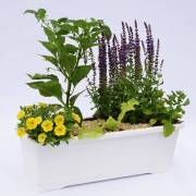 Composition horticole Fleurs Lisch