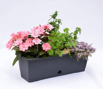 Composition horticole Fleurs Lisch