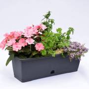 Composition horticole Fleurs Lisch