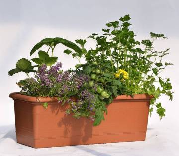 Composition horticole Fleurs Lisch