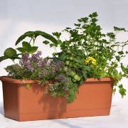 Composition horticole Fleurs Lisch