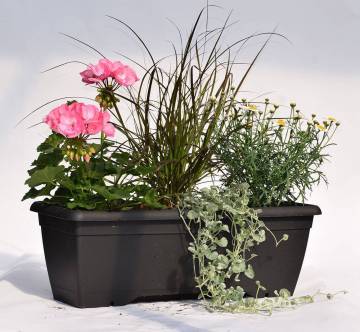 Composition horticole Fleurs Lisch