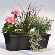 Composition horticole Fleurs Lisch