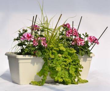 Composition horticole Fleurs Lisch