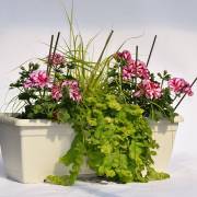 Composition horticole Fleurs Lisch