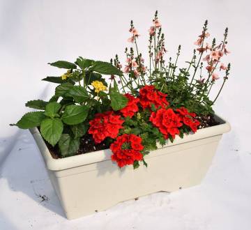 Composition horticole Fleurs Lisch