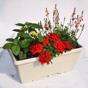 Composition horticole Fleurs Lisch