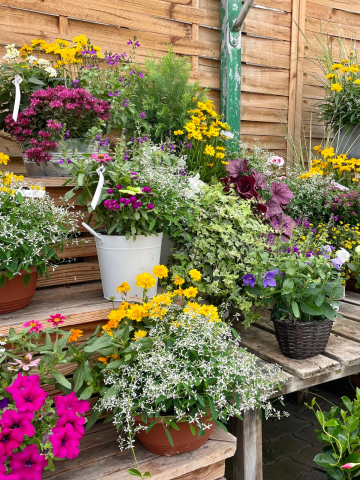 Composition horticole Fleurs Lisch