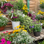 Composition horticole Fleurs Lisch