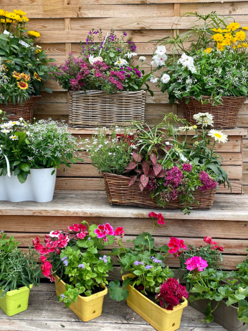 Composition horticole Fleurs Lisch