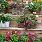 Composition horticole Fleurs Lisch