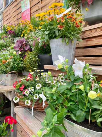 Composition horticole Fleurs Lisch