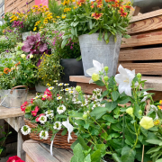 Composition horticole Fleurs Lisch