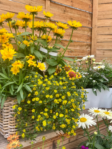 Composition horticole Fleurs Lisch