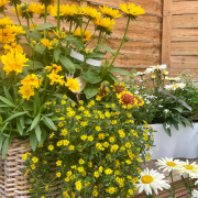 Composition horticole Fleurs Lisch