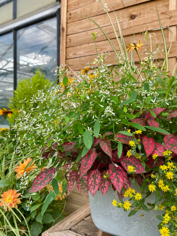 Composition horticole Fleurs Lisch