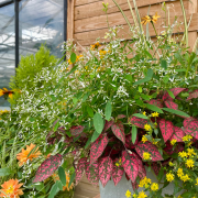 Composition horticole Fleurs Lisch