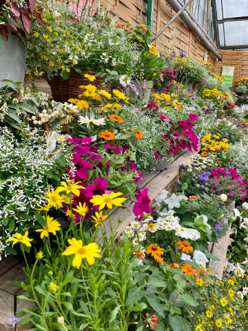 Composition horticole Fleurs Lisch