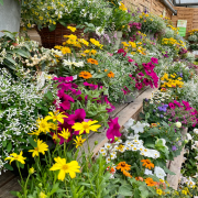 Composition horticole Fleurs Lisch